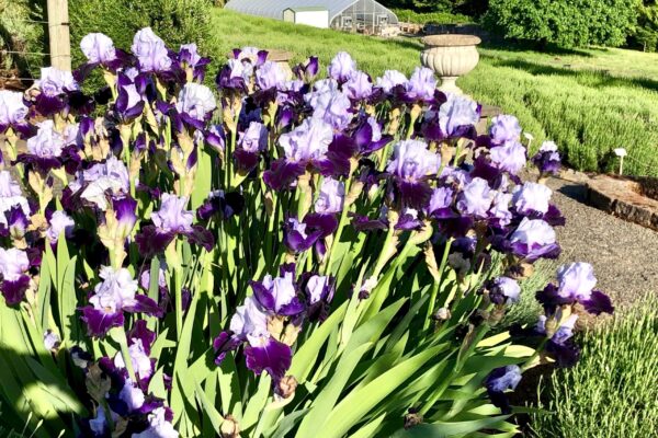 Purple Iris May 2021